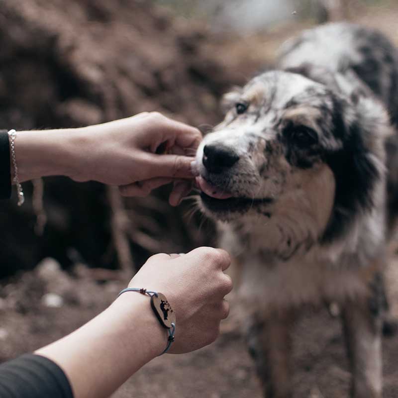 Pulsera de perros